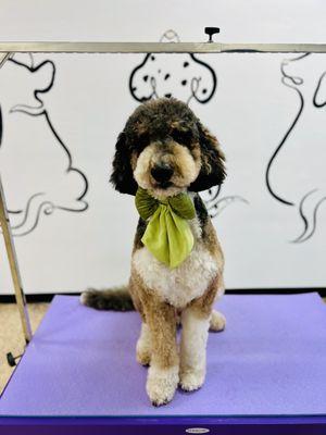 Cuddly Paws Pet Grooming