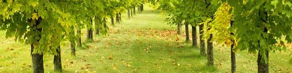 Professional Lawn Care
