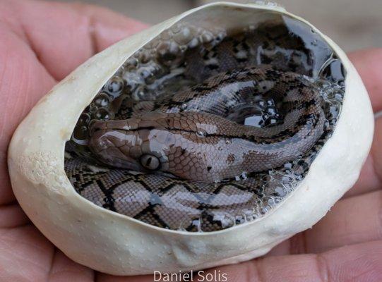 Reptile Factory Downey