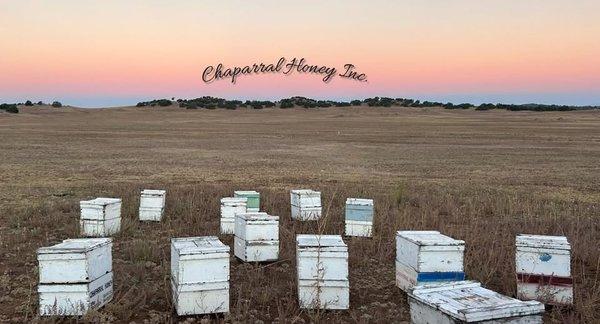 Chaparral Honey