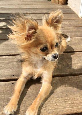 Hm, I can't find a photo of our full deck. Here's a tiny bit of it before they did the staining that year.