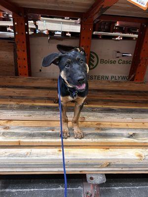 My puppy being super confident in public thanks to Aiyana!