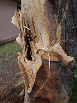 All About Trees Tree Service