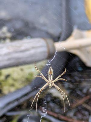 Dorsey Home and Lawn Services