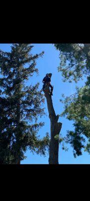 T & T Trimming And Removal