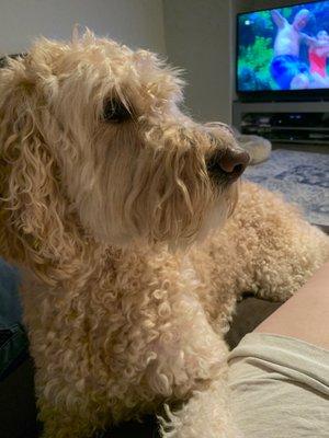 K9 Specialty Services