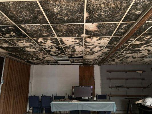 Now THIS is a mold problem!