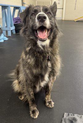 Buzz loving training and confidence boosting exercises at Canine PhD with Betty :)