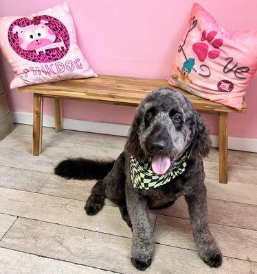 PinkDog Playgroups & Spa