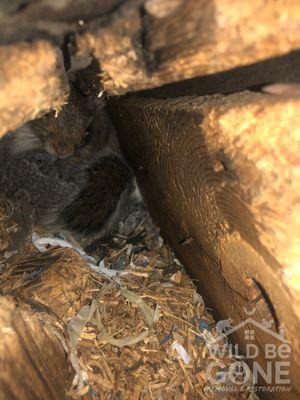 Wild Be Gone Removal & Restoration