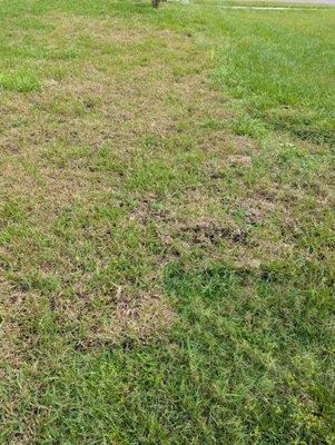 This is my yard one week after roundtree delivered sod to me.