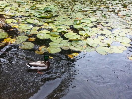 Cherry Blossom Festival