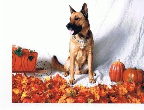 Bill Whatley's Dog Training Service