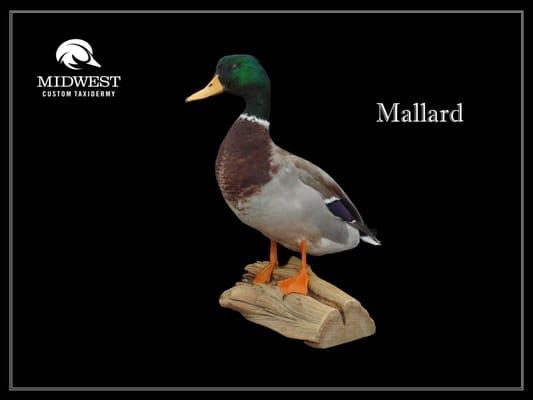 Midwest Custom Taxidermy