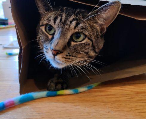 Hounds of Love Pet Care