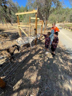 Willow Lake Pumpkins