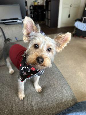 The Parchment Poodle