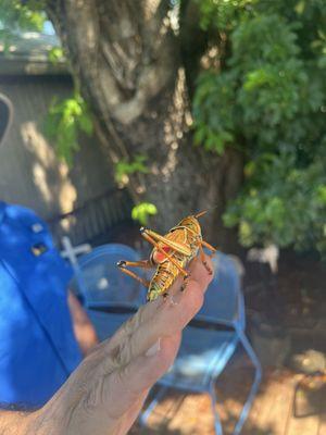 Everglades Day Safari