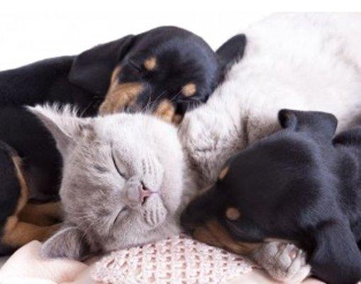 Gentle Touch Pet Sitting