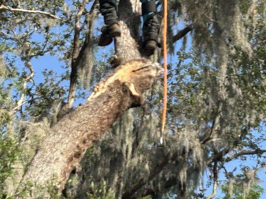 All of the Above Tree Service and Bobcat