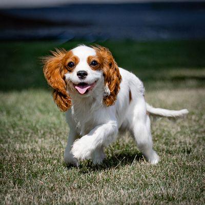 Bryce the cavalier puppy! one happy puppy!!!