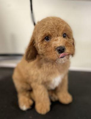 Pawsome Pups Academy And Spa