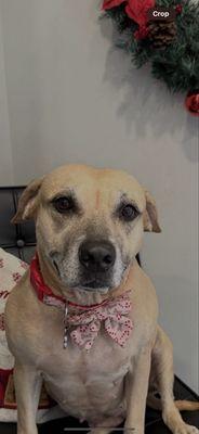 Ruffgers Dog University