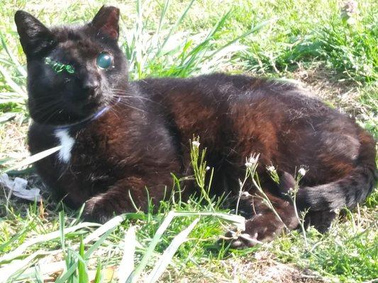 Veterinary Ophthalmology Clinic