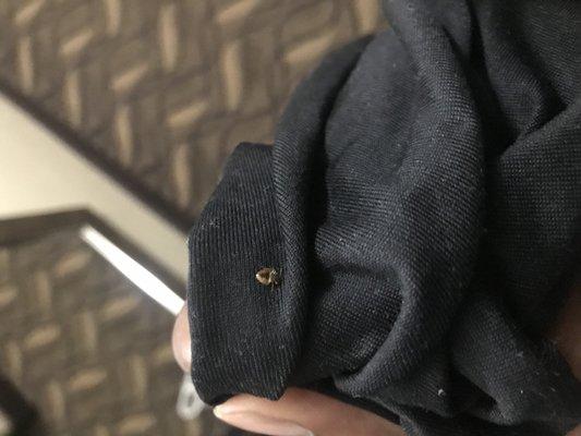 Comfort Inn Memphis 1556 Syracuse Rd BEDBUGS