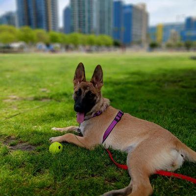 Love of Animals Pet Services