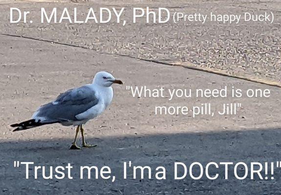 The GULL of it All!!