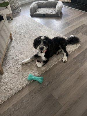 Fetch Family Pet Resort