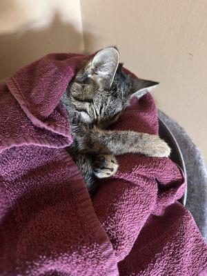 Mass-RI Veterinary ER