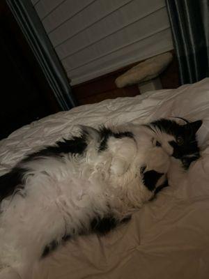 Pittsboro Veterinary Clinic