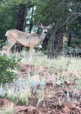 Pine Canyon Golf Club