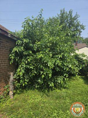 Green Strategy Landscaping