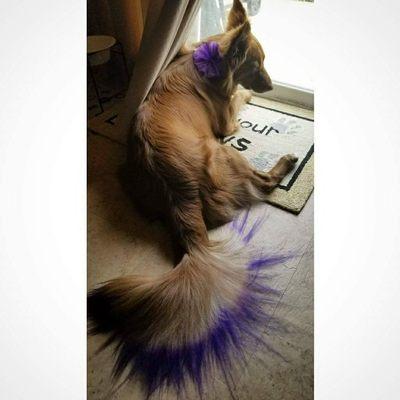 Velvet Bow Pet Grooming