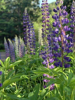 Lupines in Hovland ,MN
