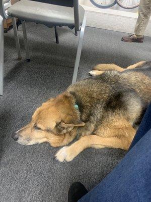 Tazzie, the sweetheart.