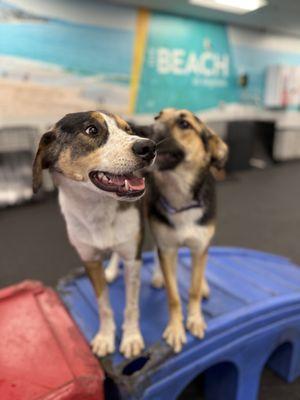 Dogtopia of Ellisville