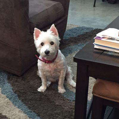 Associated Veterinary Specialists North