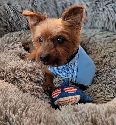 My Gus after grooming, so handsome.