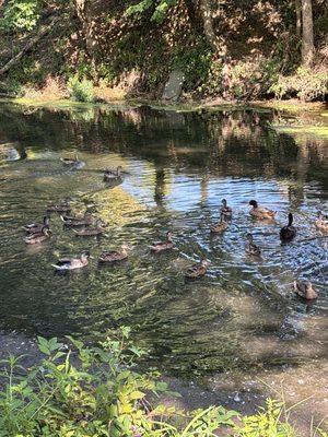 Beautiful ducks in pond:)