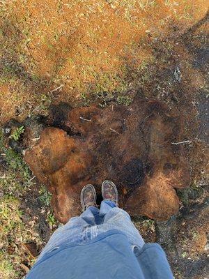 Grind & Go Stump Grinding