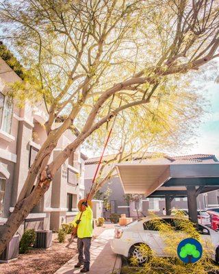 Diaz Tree and Landscape Management