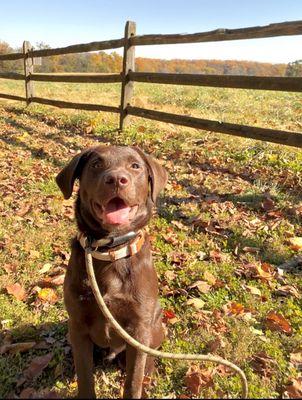 Woody’s Dog Training