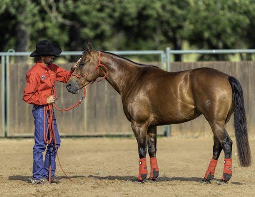 American Horse Company