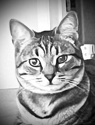 Auntie Gail's Happy Tails Petsitting