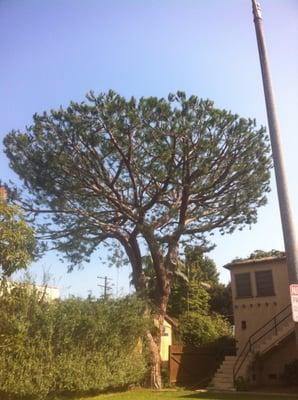 Pine tree trimming (rebalanced, thinned and laced) in Los Angeles.