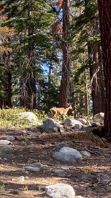 A deer !! A good indication there's no bear near.
